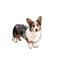 Cardigan Welsh Corgi (Design 4) - Printed Transfer Sheets for a variety of surfaces product 1